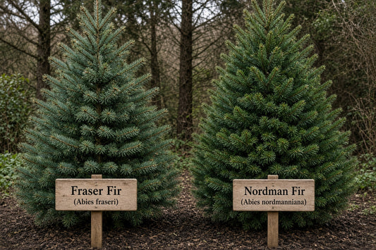 Real Christmas Tree