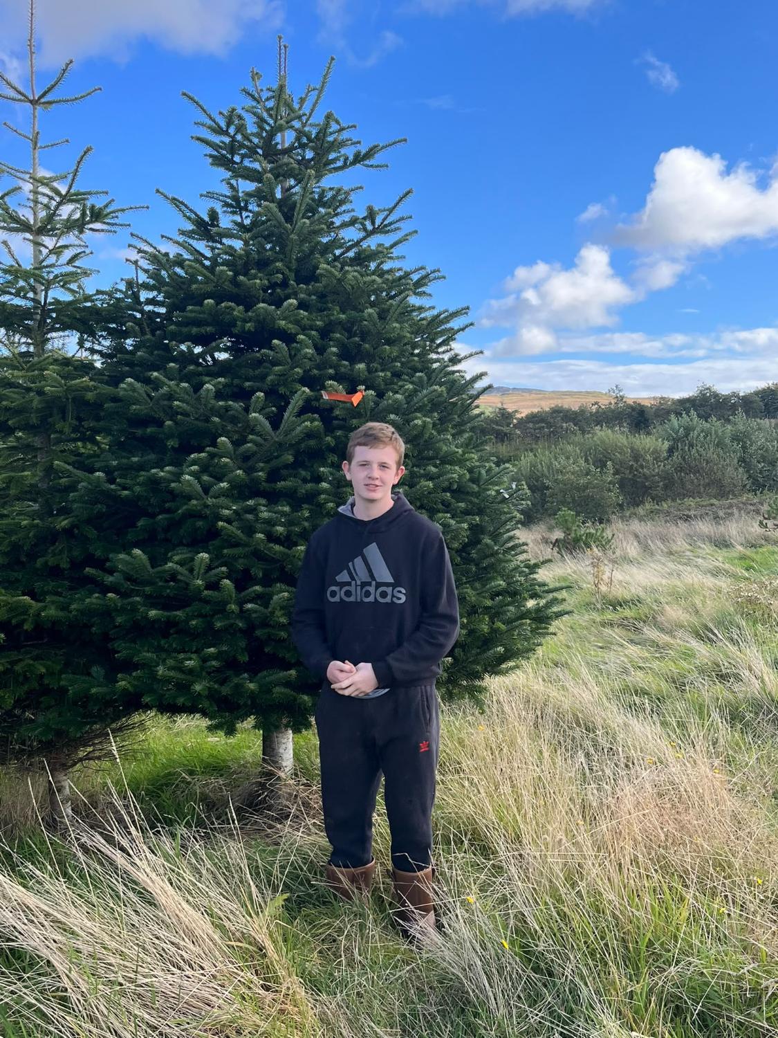 A fresh-cut tree in the field