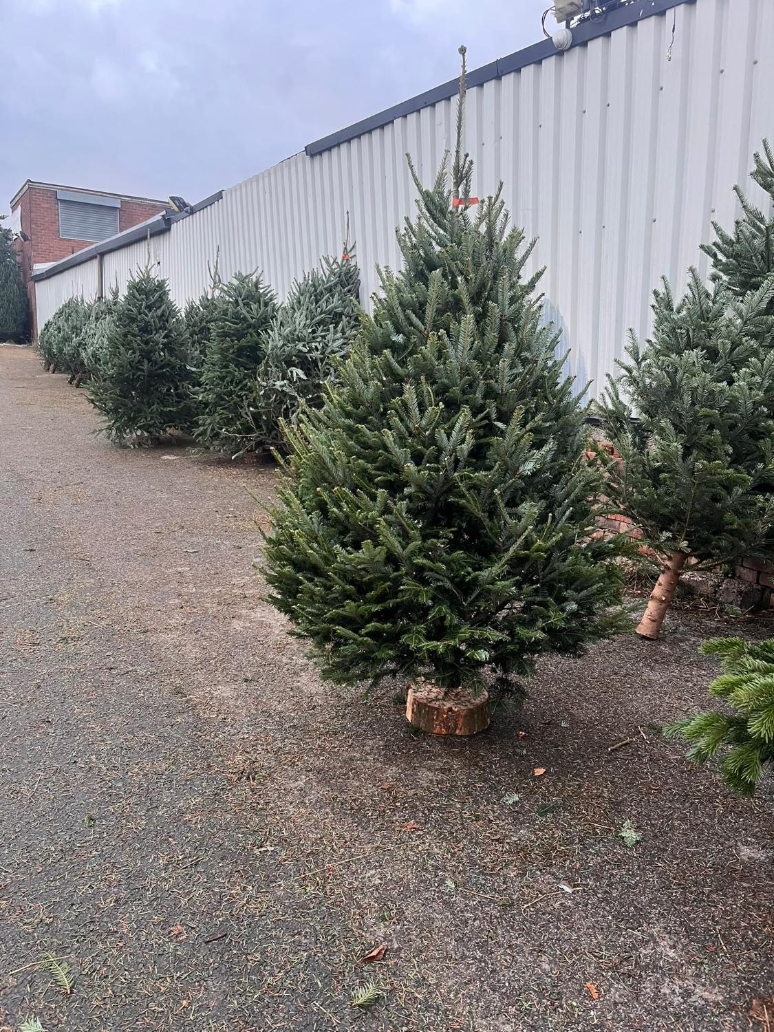 Trees stood in the Swinton yard